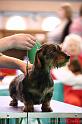 Crufts2011_2 1168